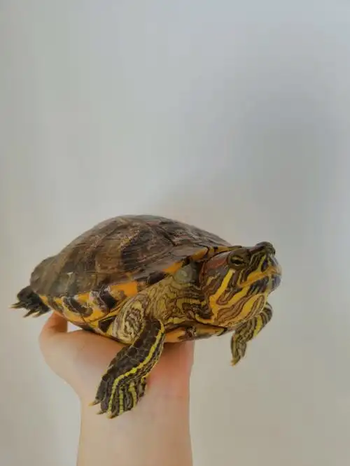 巴西龟龟类高质量女性