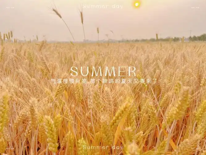夏天的麦田73