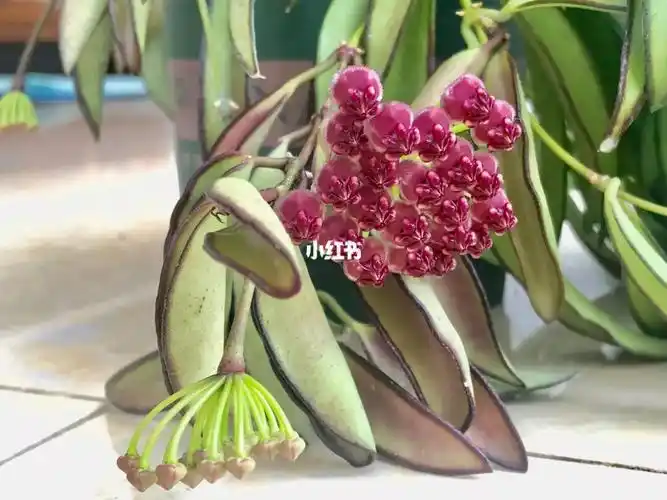 威特球兰hoya wayetii