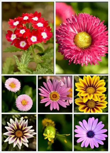 2017年上半年花卉摄影集锦