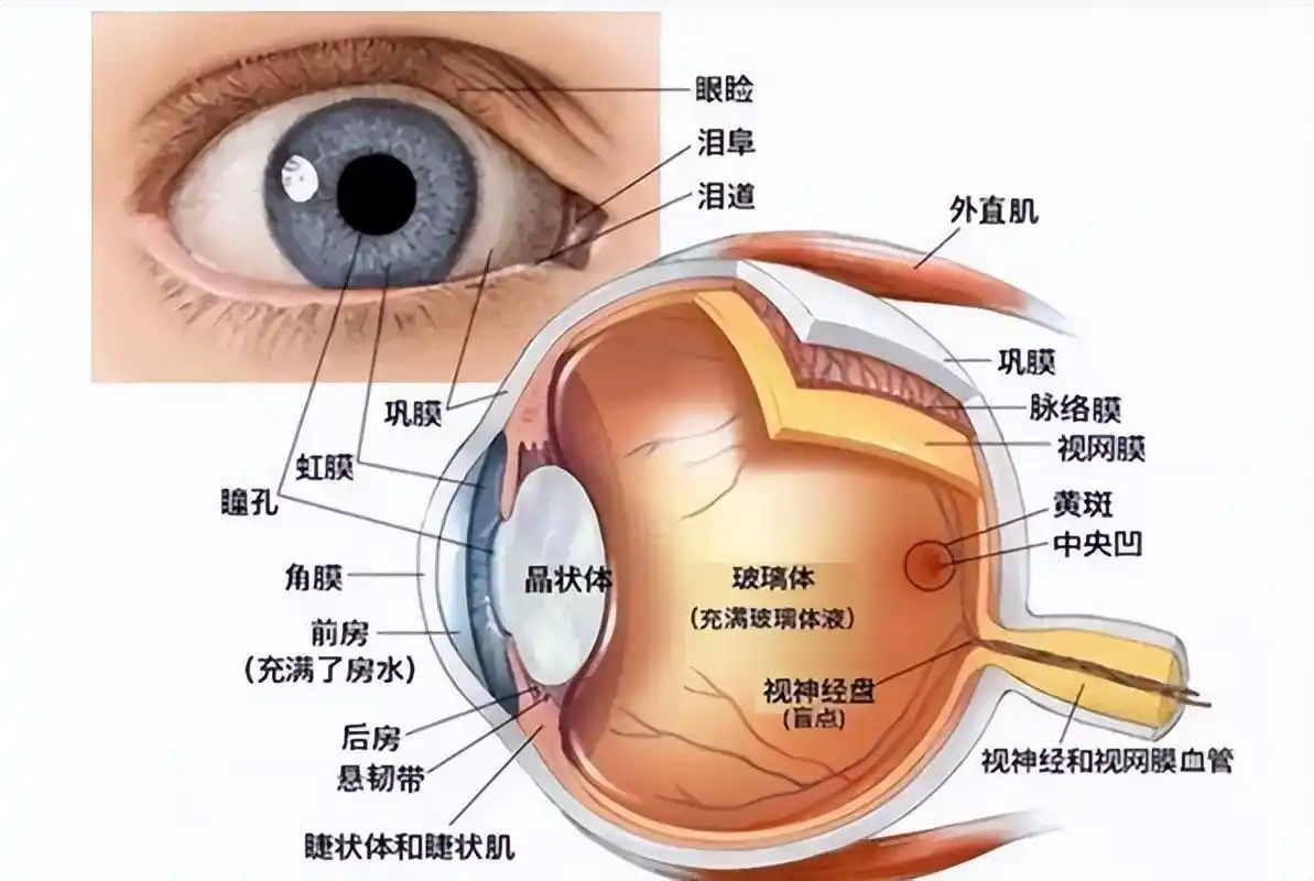 76亿像素,占用大脑65%的"内存"!人类眼睛有多强大?