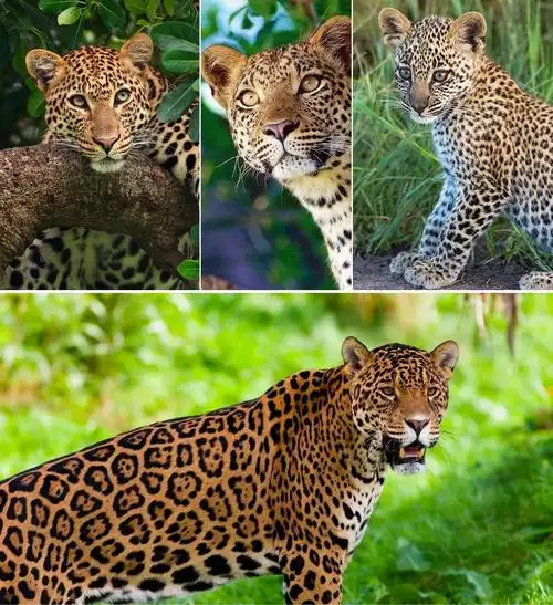 儿童画教程创意水粉画教程森林里的小花豹