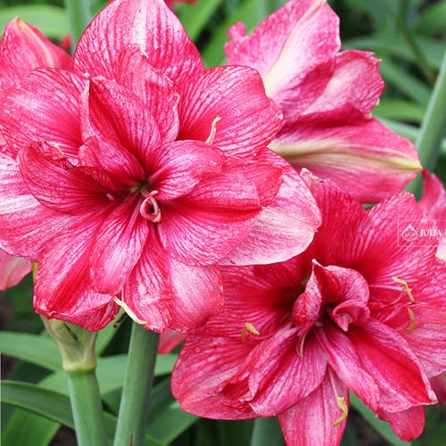 台湾朱顶红重瓣花星蕊紫蝶多年生种球花卉阳台庭院盆栽球根