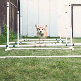 320_320gif 动态图 动图