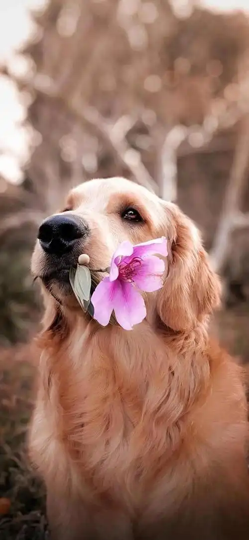 狗狗图片大全大图,茶杯犬图片(茶杯犬图片)