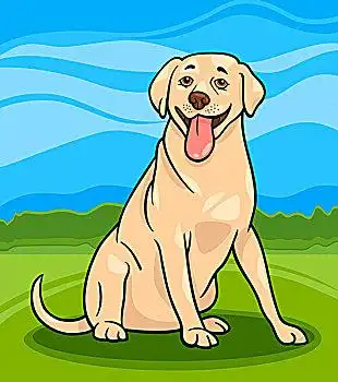 拉布拉多犬,狗,卡通,插画