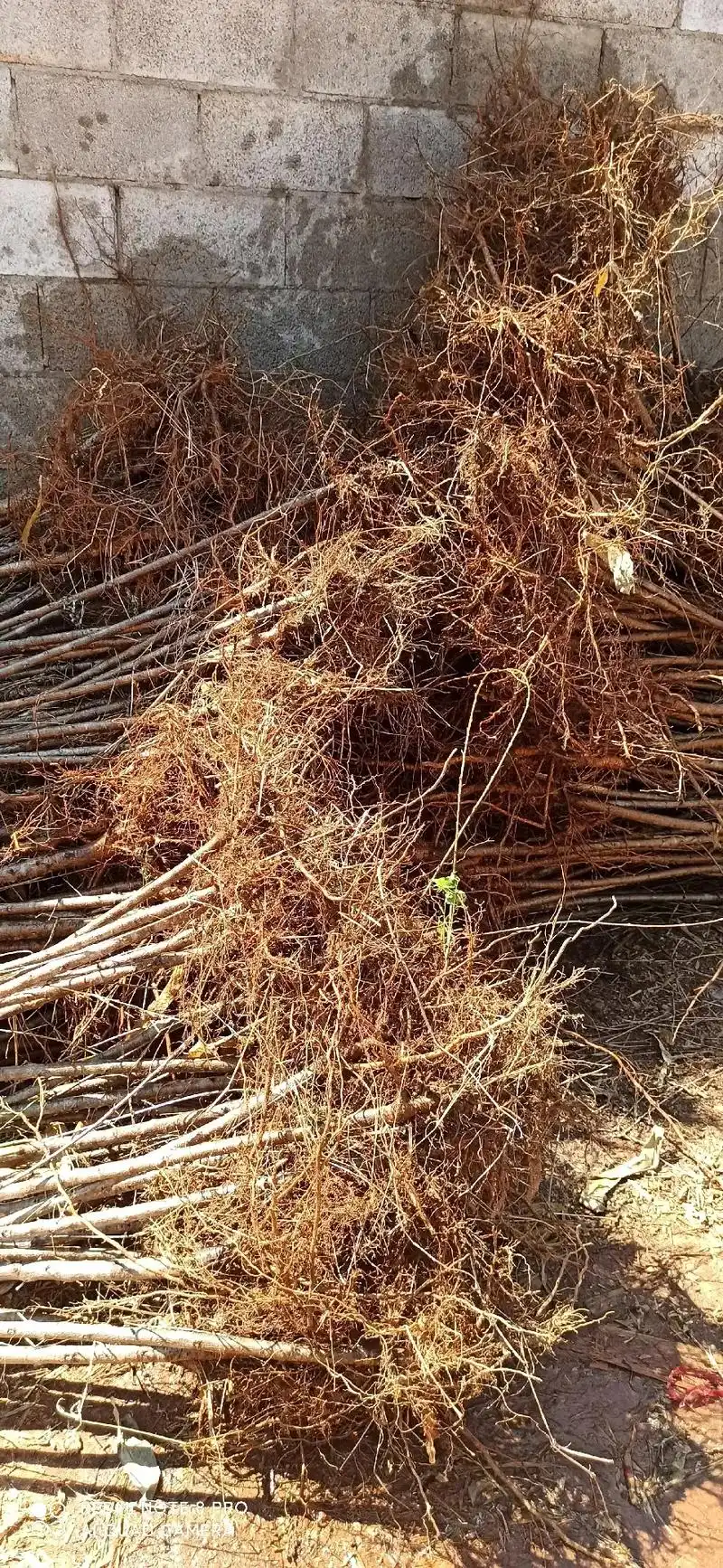 2公分毛桃苗,车厘子苗,甜脆柿子苗,樱桃苗,西梅苗,加班打 - 抖音