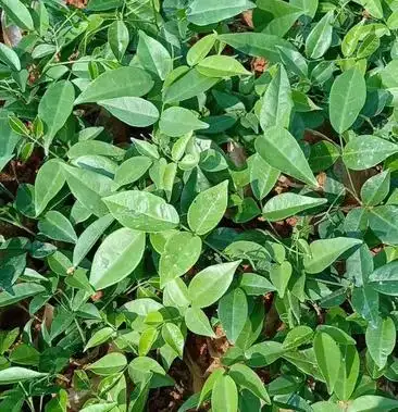 [牛大力种苗批发]细叶牛大力苗价格1.80元/棵 - 一亩田