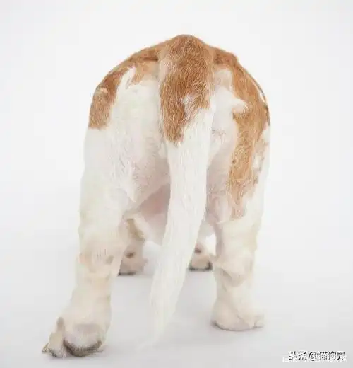 狗狗的尾巴藏着一些小秘密你知不知道呀