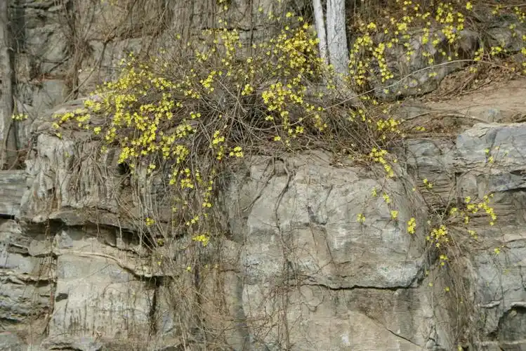 生长在山石上盛开的报春花