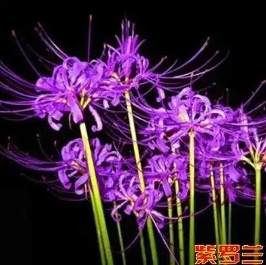 用血种彼岸花会怎么样么.真的好想尝试一下.