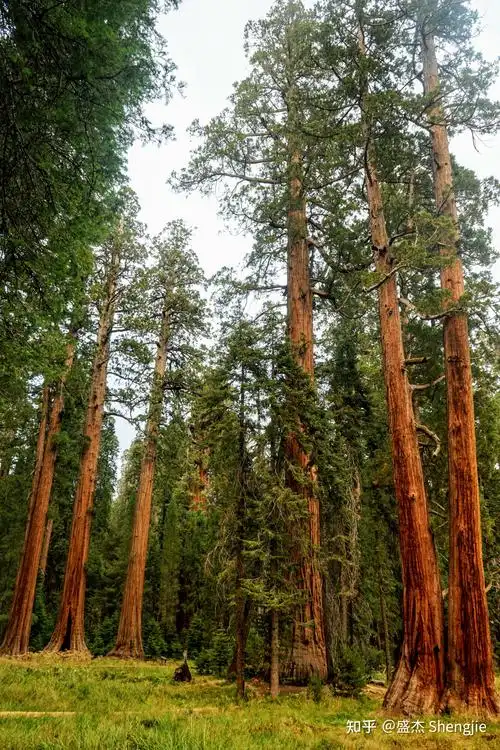加州 california | 瀑布杉松夕阳成岚 | 美洲杉与