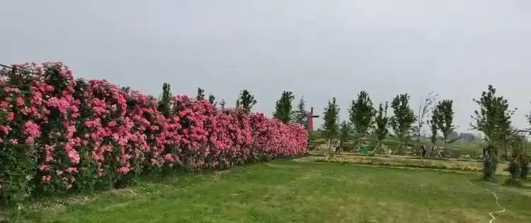 畅游漫花里中原高科技花卉博览园