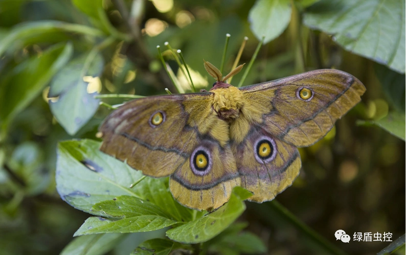 飞蛾为什么喜欢光?