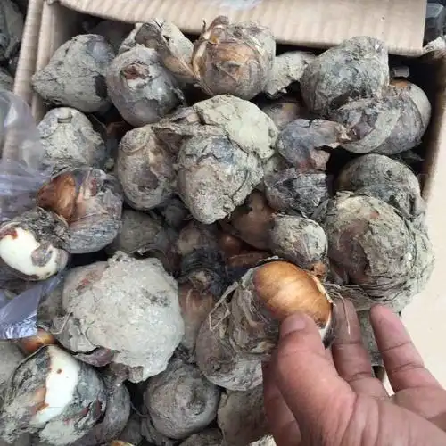 批发优质郁金香郁金香种球个大高发芽率水培植物绿植盆栽