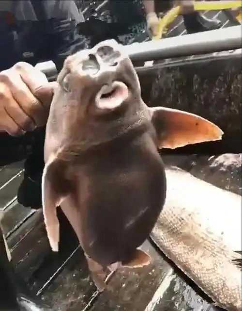 渔民打捞上来一条鱼凑近看清后却满脸问号这是来搞笑的吗