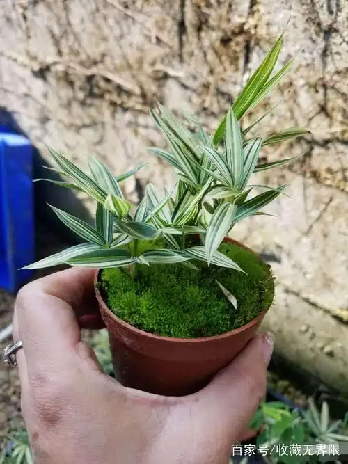 又名米叶姬竹,非常难得的散生微竹精品,也是世界上株型最矮小的品种!