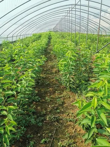 石景山外引7号樱桃樱桃苗基地