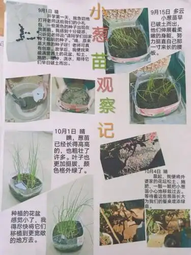 坚持给葱种浇水,同时也随时观察记录着小葱的生长过程