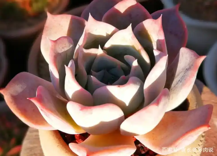 好养多肉之露西娜——夏天不怕高温暴晒,叶片还能晒出粉粉的颜色