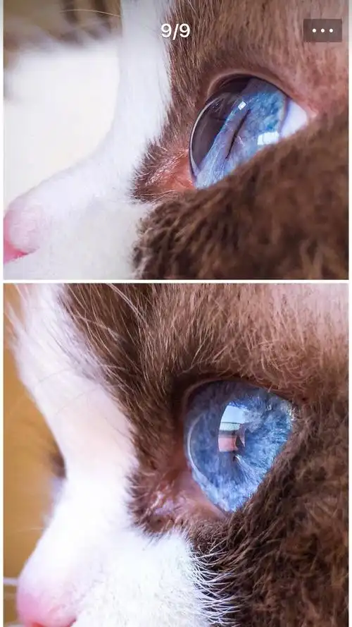 猫 蓝眼睛 可爱