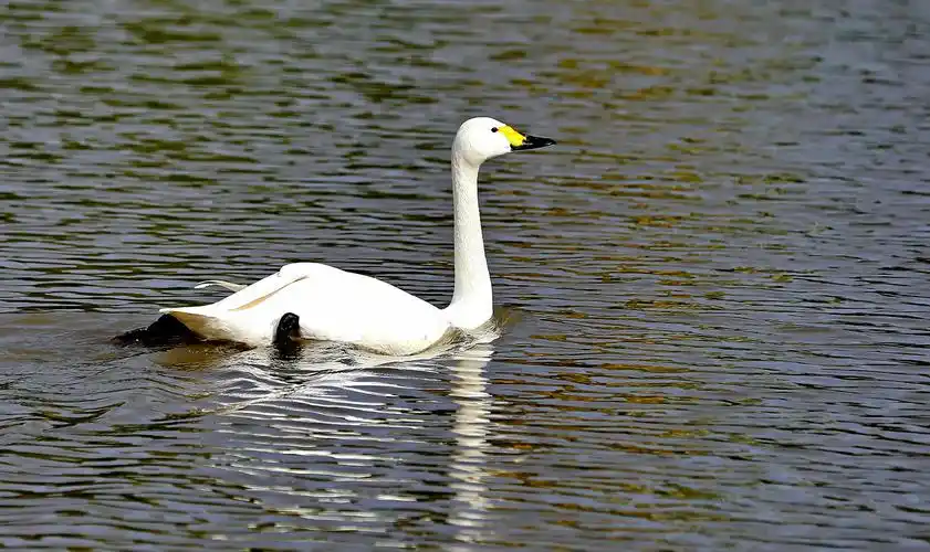 小天鹅 - 生态静物 - 数码摄影网论坛 - 摄影交流论坛
