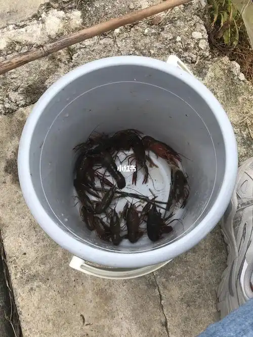 钓小龙虾
