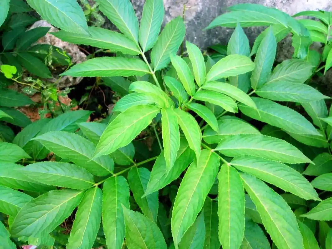 这种野草被称为"接骨草",骨折不管多严重,用药一个月即可愈合