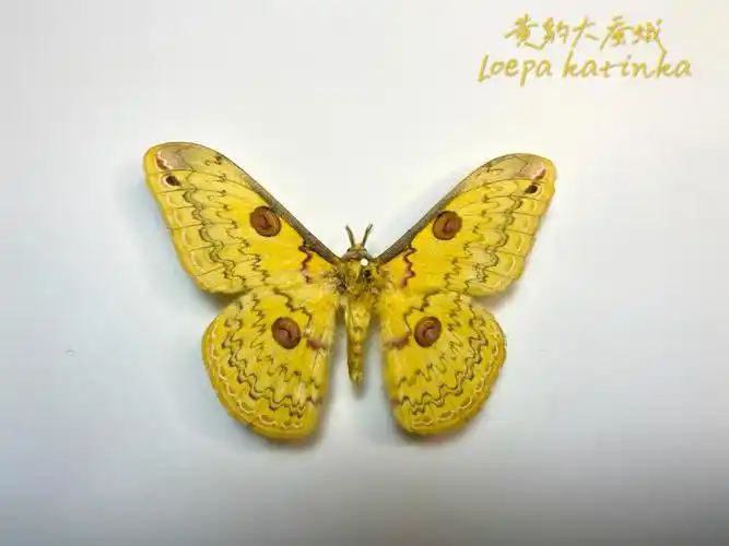展翅9黄豹大蚕蛾看着很招财