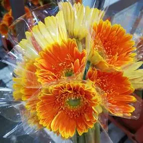 云南昆明基地非洲菊花篮花束 弗朗花非洲菊鲜花直发 20枝/扎