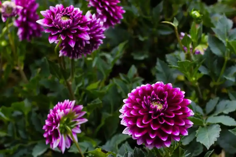 白云禁毒主题公园小丽花专赏花讯