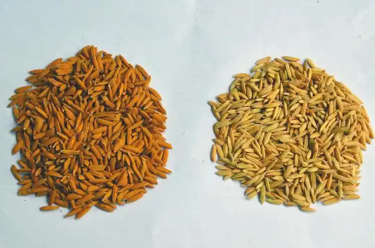 3000多粒四川水稻种子 搭载神舟十三号"游"太空