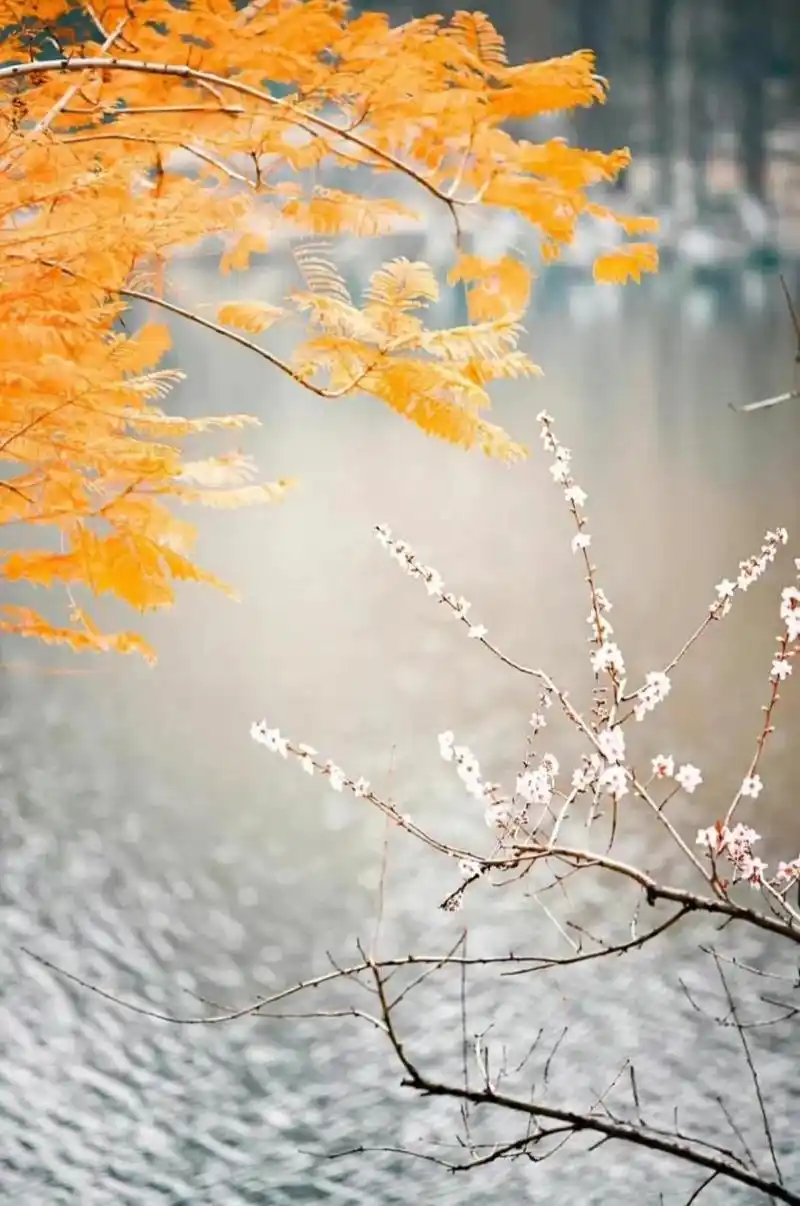 杨绛:人生最曼妙的风景,是内心的淡定与从容