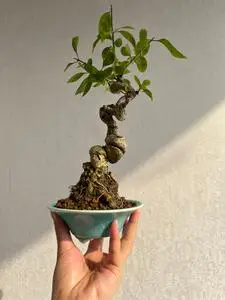 真弓卫矛盆景,老桩童子功,开花结果. 真弓,又名山卫矛,因材