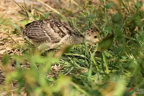 一只活泼可爱的火鸡宝宝儿
