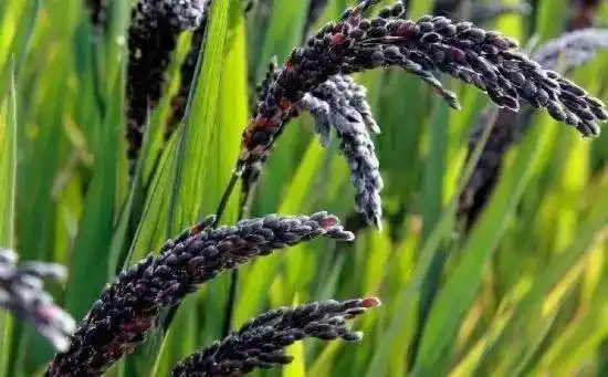 北魏的贾思勰就曾在《齐民要术》中夸过咱们紫米啦,又有香者,皮带紫