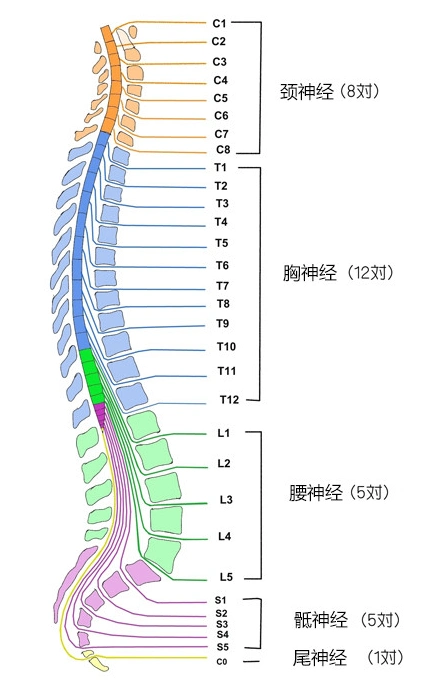 31对脊神经划分(基础部分)