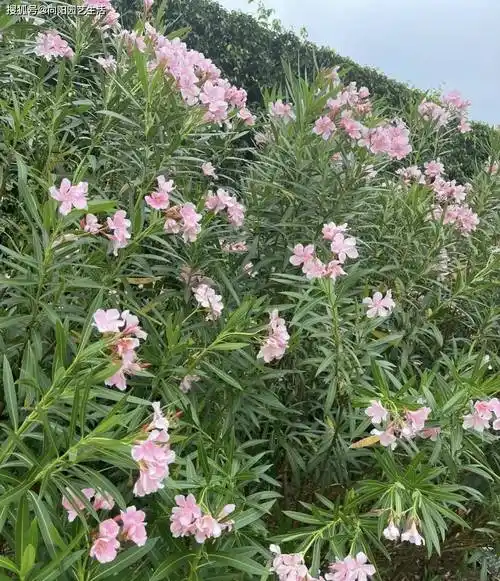 路边的夹竹桃,粉色花瓣很漂亮,枝条带有毒性,要远离