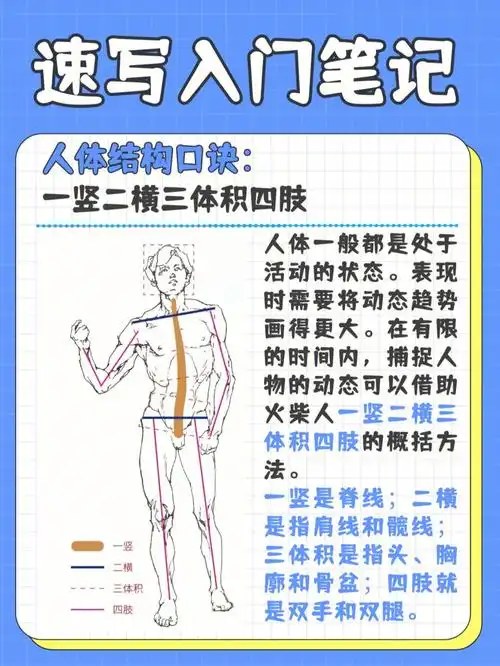 速写入门77进阶技巧都在这里啦601597人体结构口诀:一横二竖