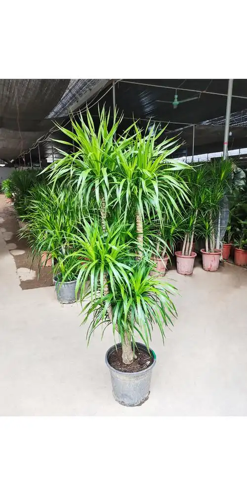 多头造型龙血树盆栽客厅大型绿植龙须树植物室内四季常青好养花卉 高