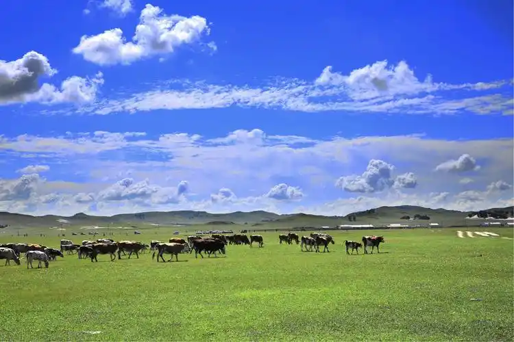 乌兰布统草原(7)——牧羊滩风光2018.08.18