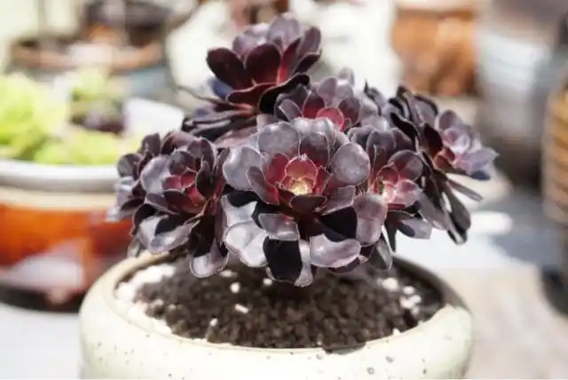 影响多肉植物黑法师生长的4个因素,注意养护,冬天照长不误