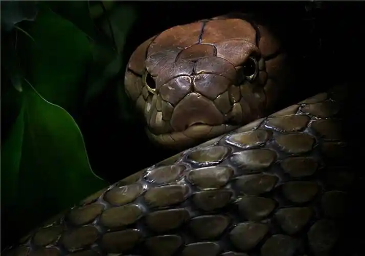 眼镜王蛇从个头上并没有蟒蛇大,从外形上看比较随和,但是在用毒方面