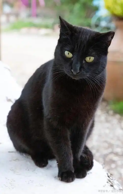 爱宠记 铲屎官 新手养猫 你了解猫界小黑豹—孟买猫吗?