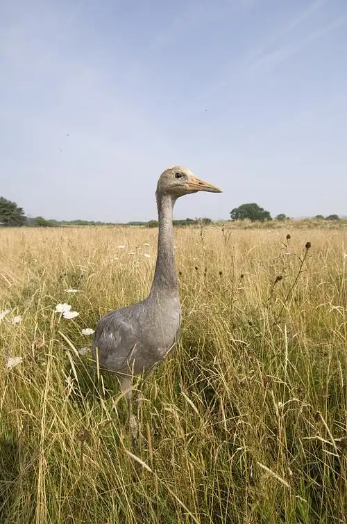 英国诺福克草原上的普通鹤,幼鸟(13周大)图片下载