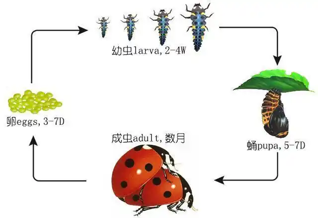 七星瓢虫的生命周期