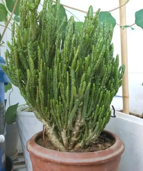 原创比仙人掌还好养的姬珊瑚既是摇钱树又是千手招财树