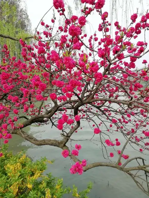 江南游记……烟花三月下扬州