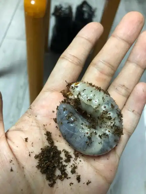独角仙幼虫l3