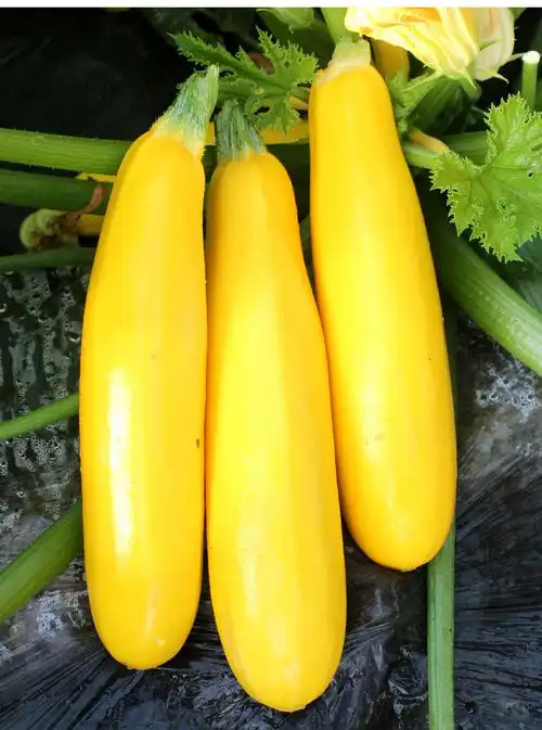 香蕉西葫芦种子瓜苗圆形黄西胡芦大全四季南方蔬菜种籽孑苗秧秧苗
